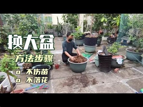 母狗屁眼 福木換盆